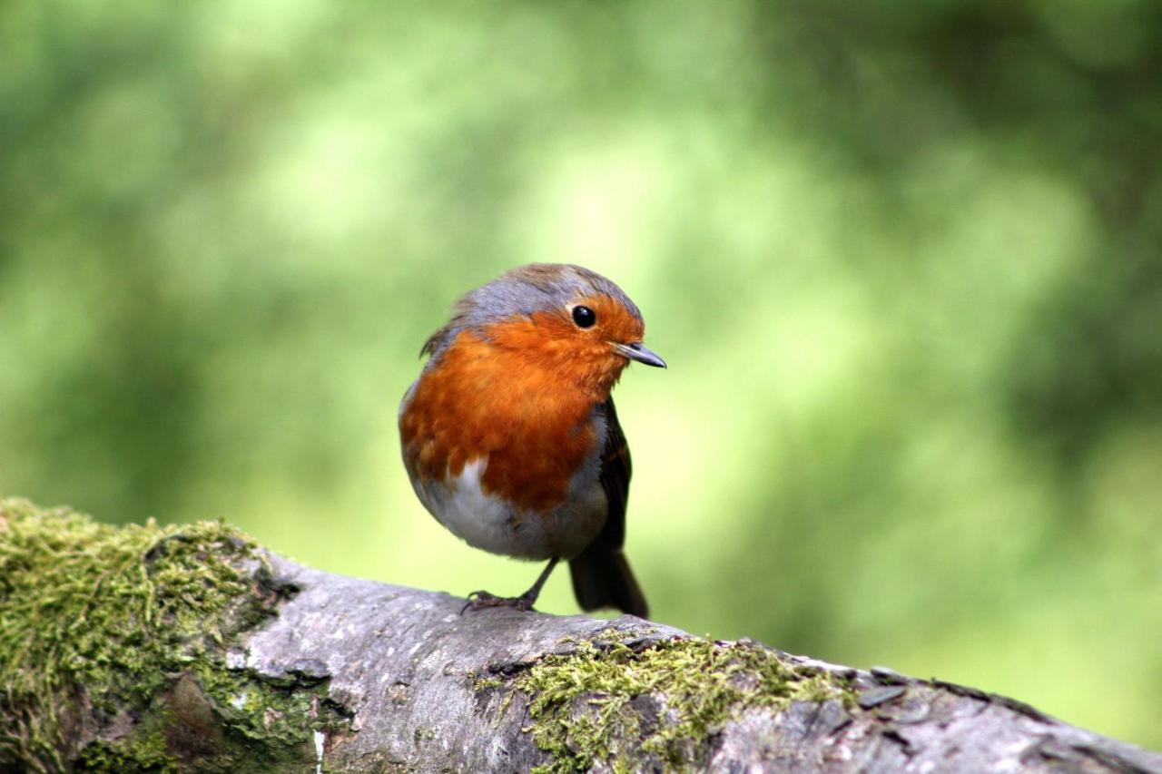 Vakantiehuis Vliegend Hert Veluwe 宁斯佩特 外观 照片